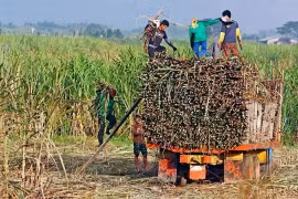 Philippines gia hạn lệnh cấm nhập khẩu đường đến hết tháng 12-2026