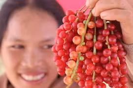 'Hạt ngọc trời' - ngũ vị tử trên đỉnh Ngọc Linh