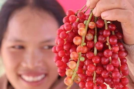 'Hạt ngọc trời' - ngũ vị tử trên đỉnh Ngọc Linh