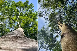 Cú hích cho tương lai rừng gỗ lớn Việt Nam
