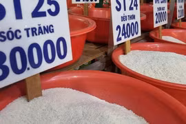 Gạo ST25 giả nhãn hiệu nở rộ, vì sao?