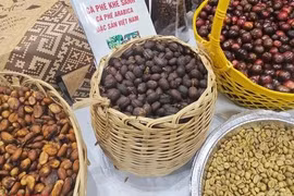 Giá cà phê hôm nay 13-4: Vượt bão thuế quan