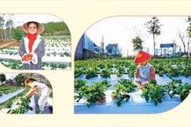 Lên Pleiku hái dâu tây Nhật Bản