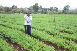 Đak Đoa: Nông dân phấn khởi vì rau được giá