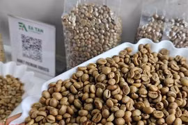 Giá cà phê hôm nay 5-4: Rớt thê thảm