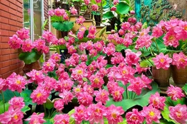 Người phụ nữ cắm hoa sen khắp cầu thang, dân mạng tưởng lạc vào vườn hoa