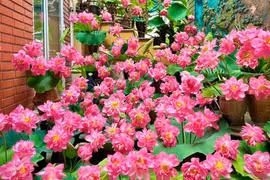 Người phụ nữ cắm hoa sen khắp cầu thang, dân mạng tưởng lạc vào vườn hoa