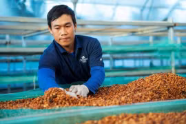 Giá cà phê hôm nay 28-4: 'Vua xuất khẩu' tiết lộ bất ngờ về tồn kho