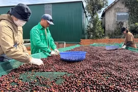 Hồi hộp theo giá cà phê