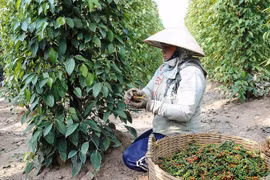 Kim ngạch xuất khẩu hồ tiêu tăng 45,6%