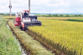 Vụ lúa Đông Xuân 2024-2025: Chi phí cao, lợi nhuận thấp