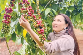 Tìm lại hương cà phê xưa