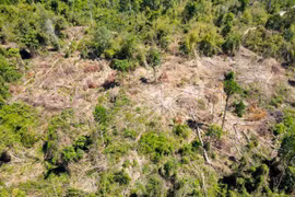 Vụ rừng bị phá sát trụ sở UBND huyện: Tạm dừng khen thưởng Tổng Giám đốc Công ty Cao su Sa Thầy