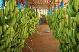 Con gái bầu Đức, Chủ tịch thủy sản Nam Việt chi tiền tỉ mua cổ phiếu