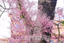 Mê mẩn với 'vương giả chi hoa' đua nhau khoe sắc giữa Hoàng cung Huế