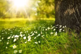 Thơ Bút Biển: Nắng chưa qua