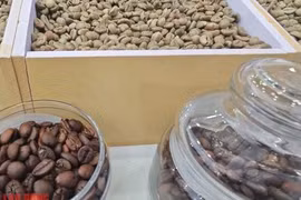 Giá cà phê hôm nay 15-4: Leo thang 5 phiên liên tiếp