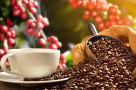 Giá cà phê trong nước và thế giới cùng giảm