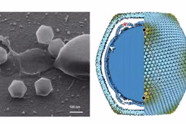 Phát hiện virus khổng lồ ở Phần Lan
