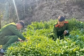 Trồng gần 2.800 cây thuốc phiện để làm rau ăn hàng ngày