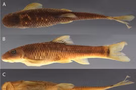 Các nhà khoa học công bố cá và ong Việt Nam nằm trong số 70 loài sinh vật mới của năm 2025