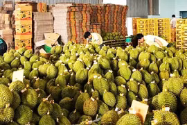 Để sầu riêng Việt trụ vững đường dài