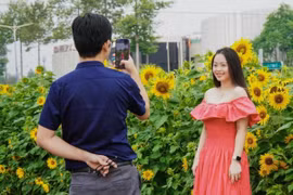 'Sống ảo' tại vườn hoa hướng dương đang bung nở vàng rực rỡ