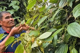 Giá tiêu hôm nay 13-4: Bí quyết giúp nông dân được cộng giá