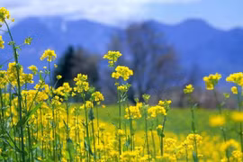 Thơ Lữ Hồng: Những gương mặt hoa cài