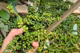 Giá tiêu hôm nay 18-4: Giá tăng, nông dân không tăng diện tích