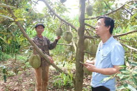 Hỗ trợ hợp tác xã nâng cao hiệu quả sản xuất kinh doanh