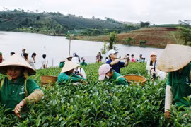 Lần đầu tổ chức Lễ hội trà quốc tế tại Đà Lạt