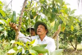 Tây Nguyên: Bơ đầu mùa giá gấp đôi năm trước