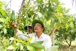 Tây Nguyên: Bơ đầu mùa giá gấp đôi năm trước