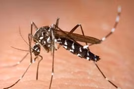 Brazil nuôi muỗi kháng virus đối phó với dịch sốt xuất huyết