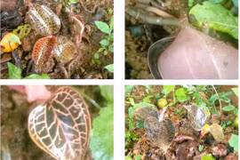 Phát hiện loài lan gấm ngọc vân hồng quý hiếm tại khu rừng ở Thanh Hóa