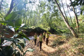 Kiện toàn lực lượng, tăng hiệu quả bảo vệ rừng trong tình hình mới