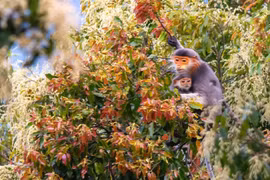 Lên bán đảo Sơn Trà mùa thay lá, ngắm 'nữ hoàng linh trưởng' đi kiếm ăn