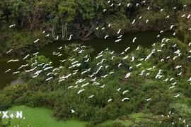 Khám phá xứ sở các loài chim lớn nhất miền Bắc giữa lòng di sản Tràng An