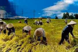 Đưa nông sản Việt vượt bão thuế, hướng tới kim ngạch 65 tỷ USD