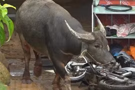 'Trâu điên' lao vào nhà dân húc 3 người bị thương