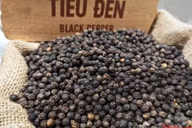 Giá tiêu hôm nay 9-4: Giảm mạnh, doanh nghiệp lo mất thanh khoản