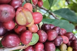 Giá cà phê hôm nay 14-4: 'Thế lực' mới trên thị trường