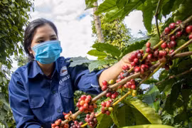 Giá cà phê trong nước giảm 1,7-2,2 triệu đồng/tấn
