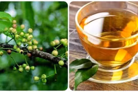 Uống nước lá vối thường xuyên có tác dụng gì?