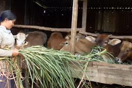 Giúp phụ nữ khó khăn bằng mô hình bò sinh sản