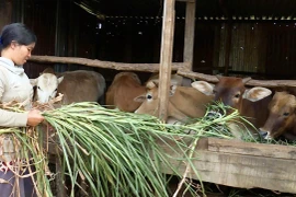 Giúp phụ nữ khó khăn bằng mô hình bò sinh sản