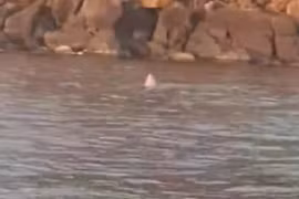 Cá voi xuất hiện săn mồi tại vùng biển Đắk Lắk