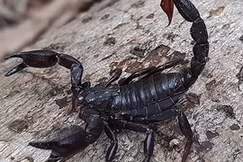 Thuốc ung thư đột phá từ nọc độc bọ cạp?