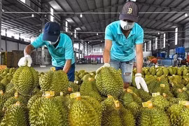 Sầu riêng Thái đi luồng xanh vào thẳng Trung Quốc, vì sao 'vua trái cây' Việt vẫn mãi loay hoay?